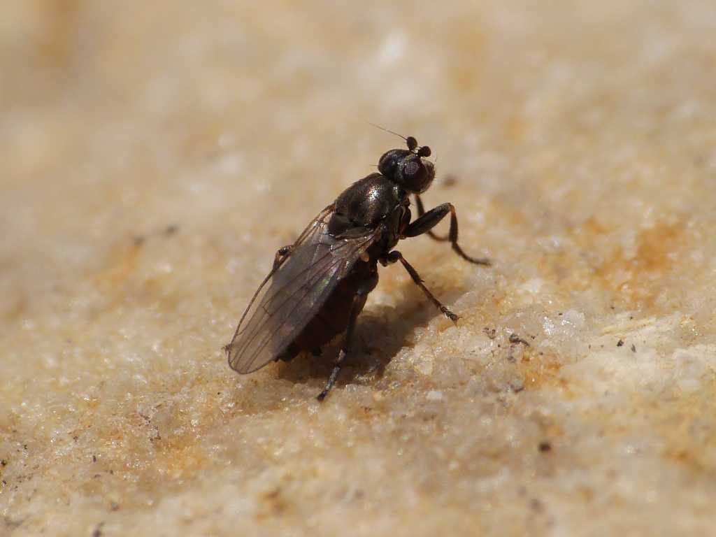 Forse Lotophila atra (Sphaeroceridae) - Torrimpietra (RM)